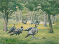 Season of the Wild Turkeys